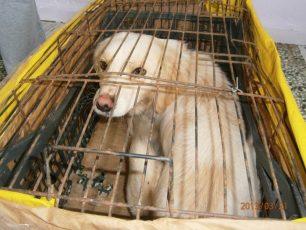 Η Π.Φ.Π.Ο. για την καταδίκη αστυνομικού της Αμοργού για παράβαση καθήκοντος σε υποθέσεις κακοποίησης ζώων